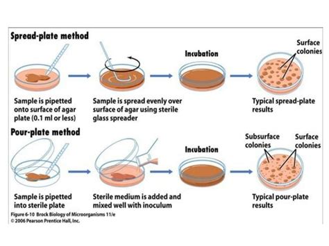 Culture of Microorganisms: 5 Steps 